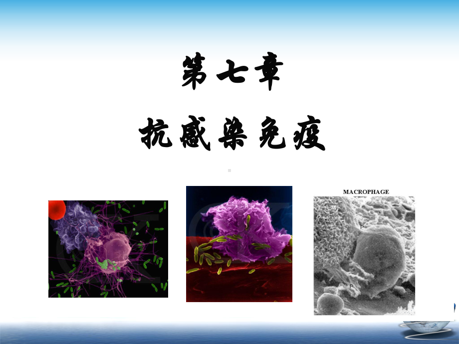 第七章抗感染免疫课件.ppt_第1页