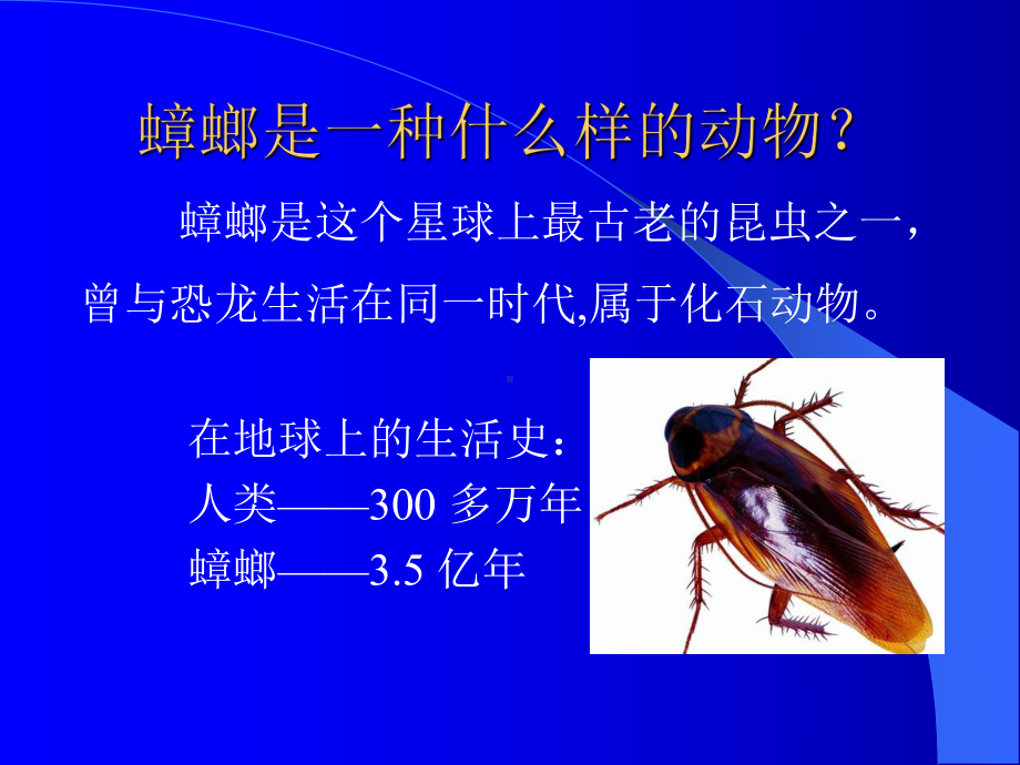 蟑螂生物学及防制课件.ppt_第3页