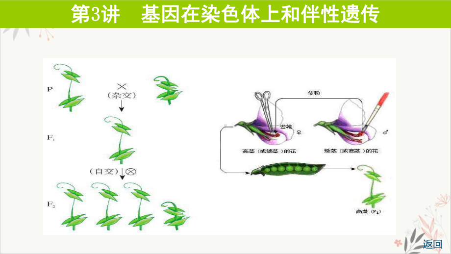 基因在染色体上和伴性遗传教学课件2021届高考生物一轮复习.pptx_第1页