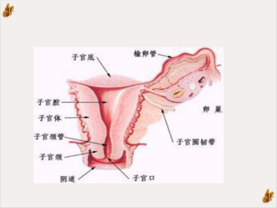 卵巢癌的护理优质课件.ppt_第3页