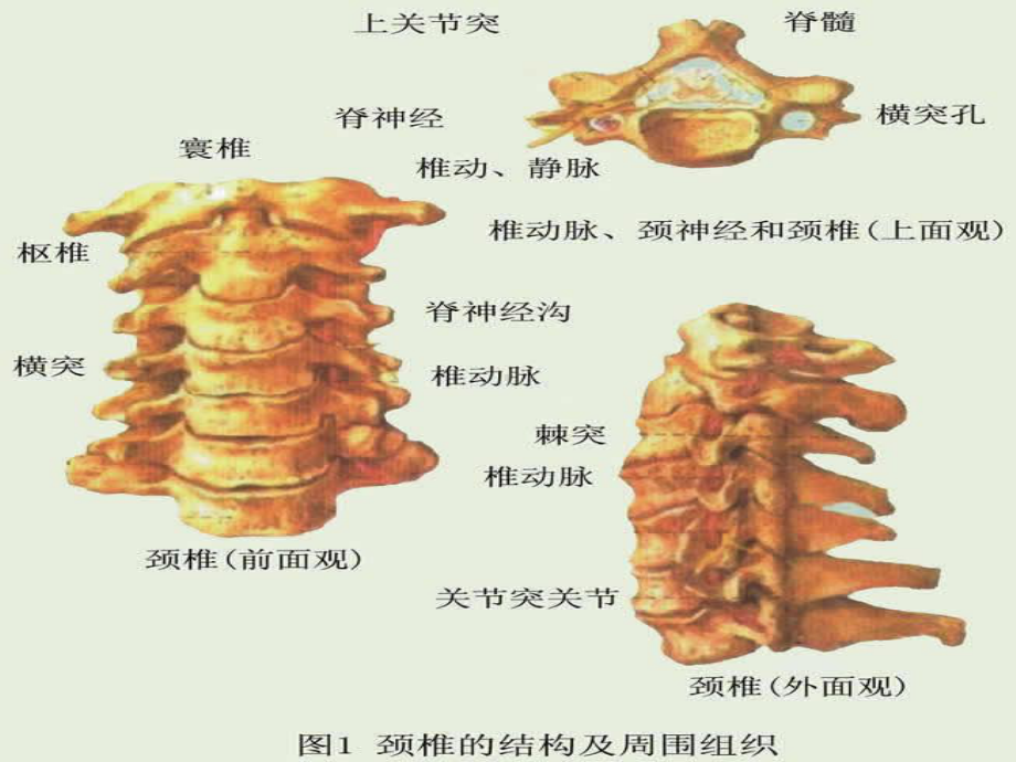 颈椎病的康复治疗课件(同名213).pptx_第1页