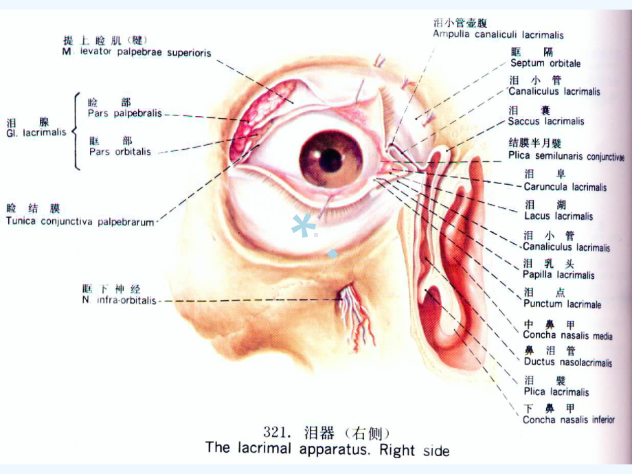 泪器病教学讲解课件.ppt_第3页