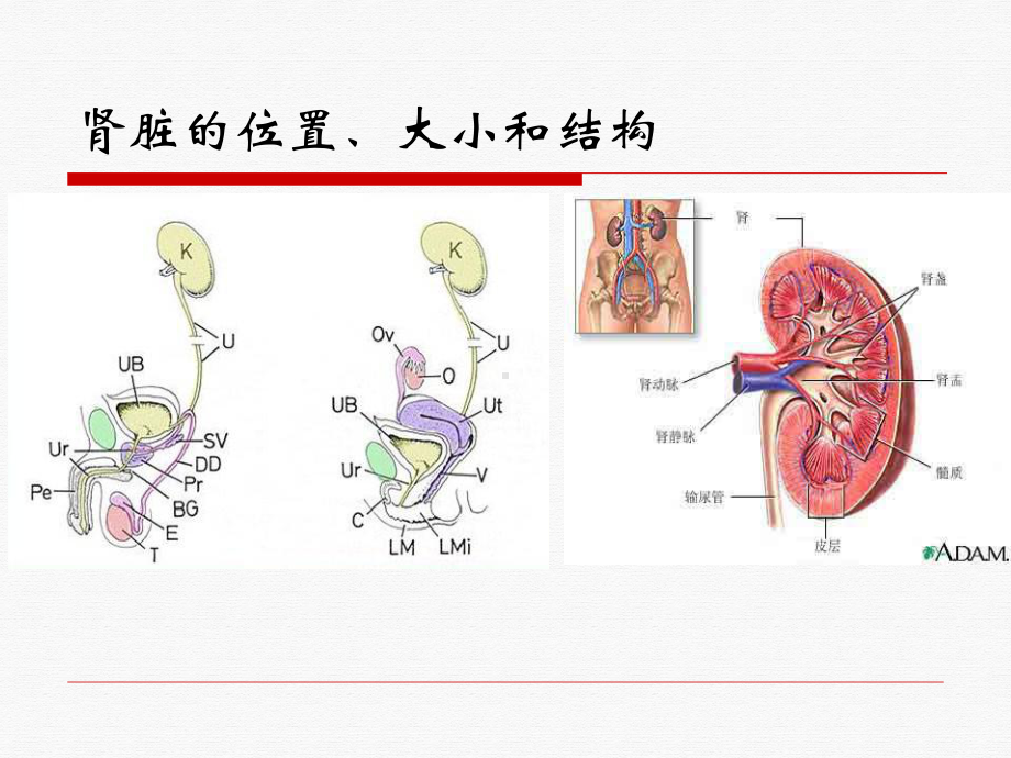 通识教育肾内科讲义课件.pptx_第3页