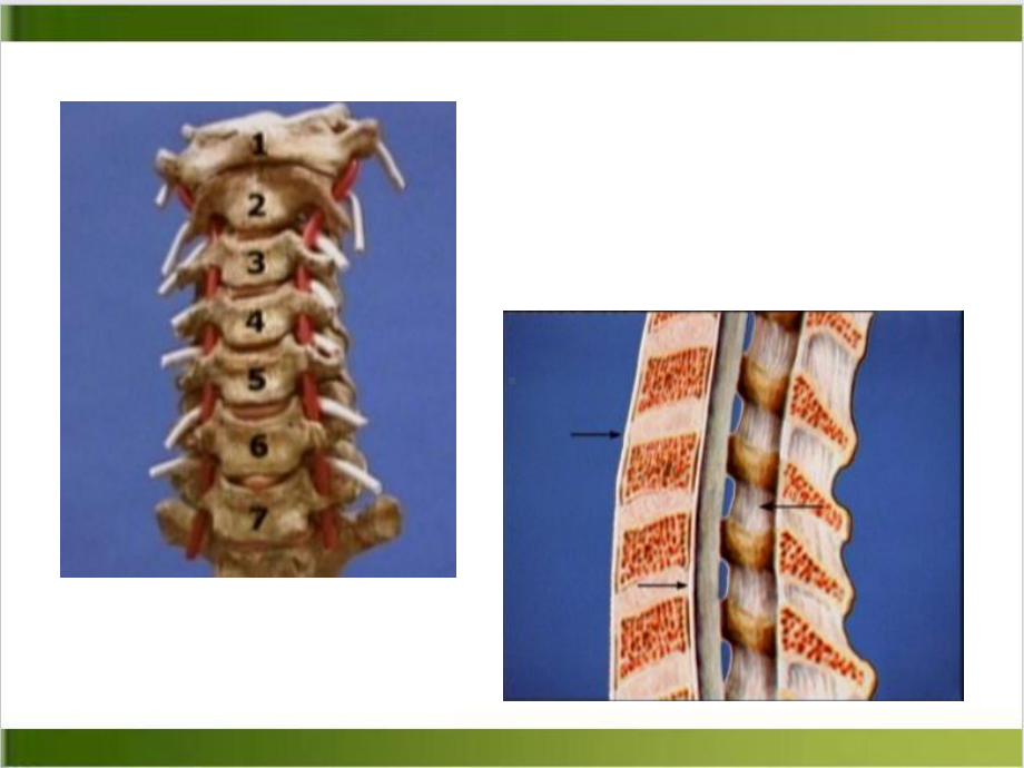 颈椎病的诊断与治疗课件(同名214).ppt_第2页