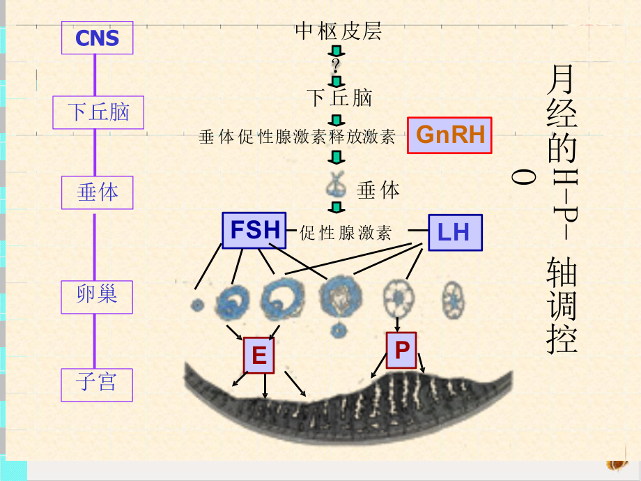 闭经的诊断和治疗课件整理.pptx_第2页