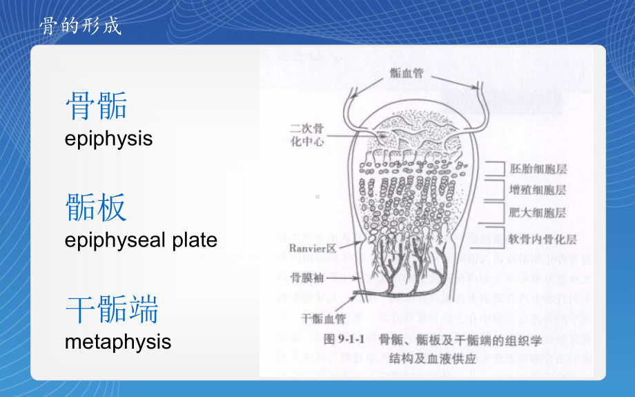 骨骺损伤分型课件.pptx_第1页