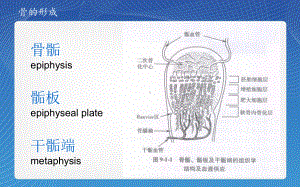 骨骺损伤分型课件.pptx