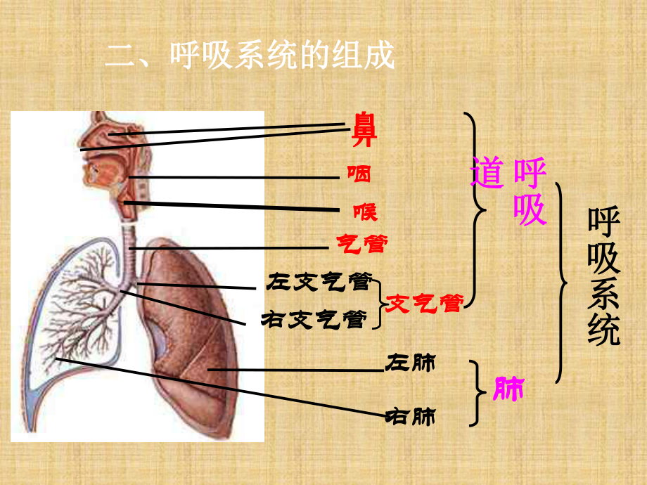 人体的呼吸1-(浙教版)课件.ppt_第2页