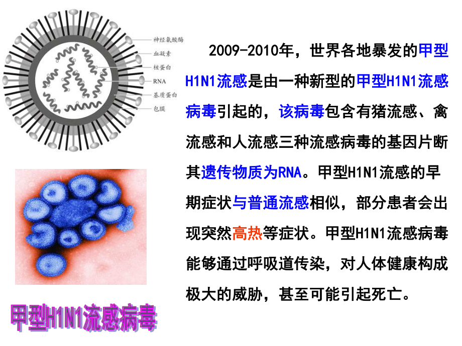 人教版教学浙江省温州市龙湾中学高中生物必修三《免疫系统与免疫功能》课件.ppt_第2页