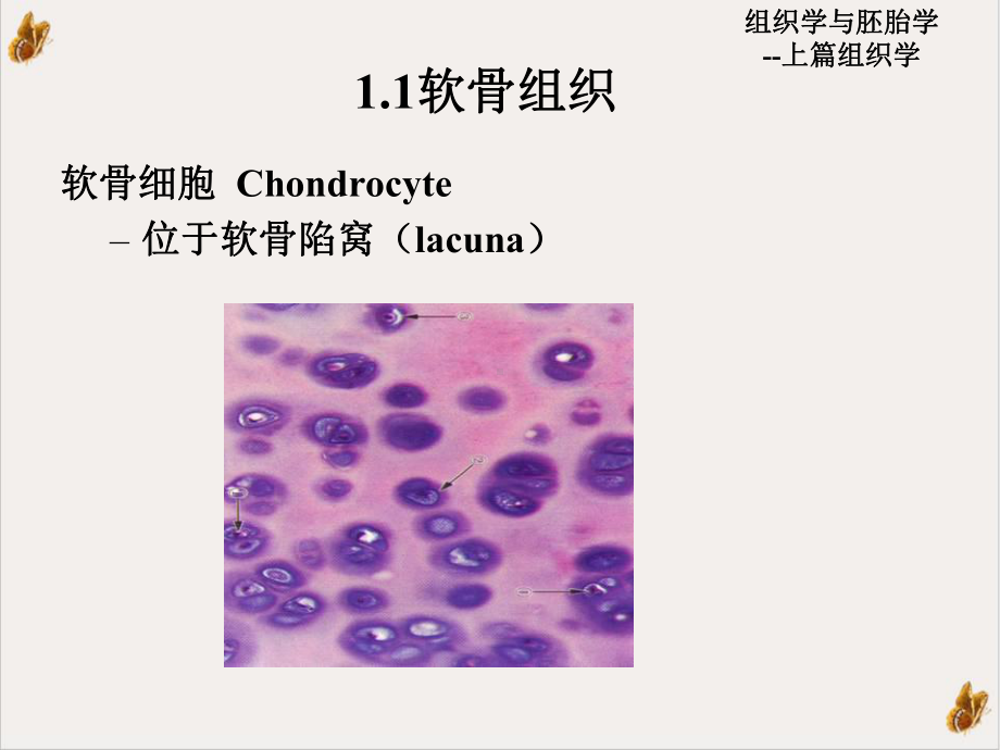 软骨和骨课件1.pptx_第2页