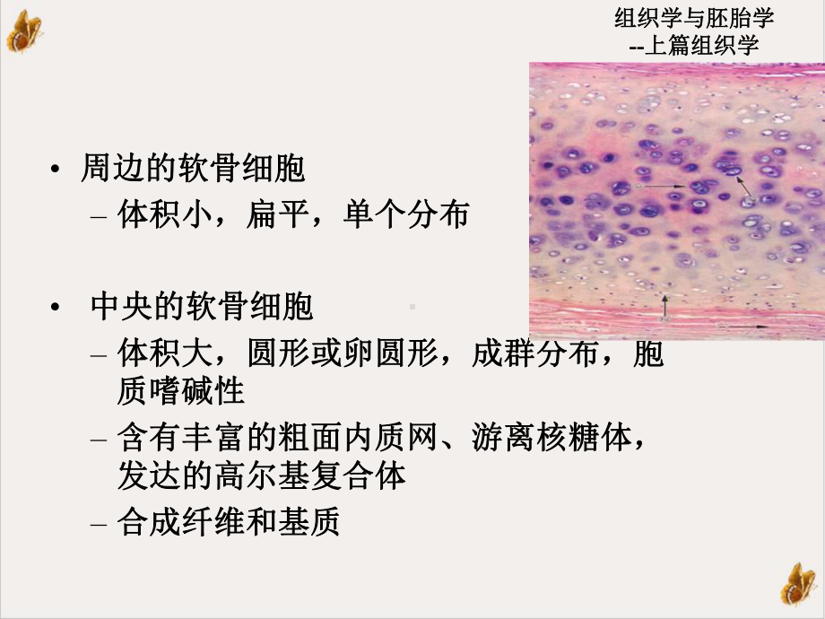 软骨和骨课件1.pptx_第3页