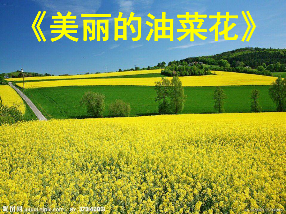 油菜花作文(课堂)课件.ppt_第1页