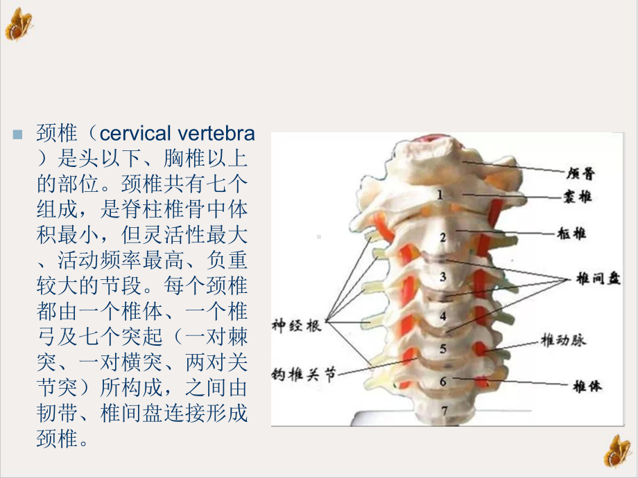 颈椎精细解剖培训课程课件.pptx_第2页