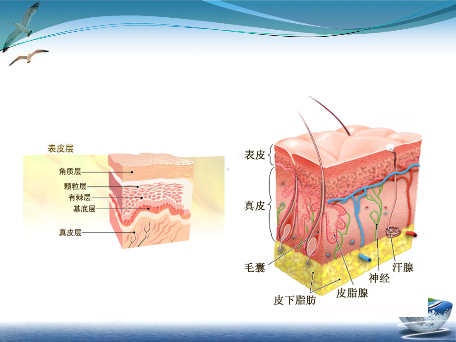 难治性溃疡的VSD治疗课件.pptx_第3页