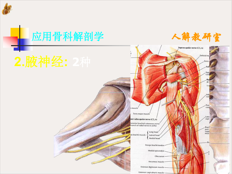 骨科手术的解剖基础手术显露神经血管教材课件.pptx_第3页