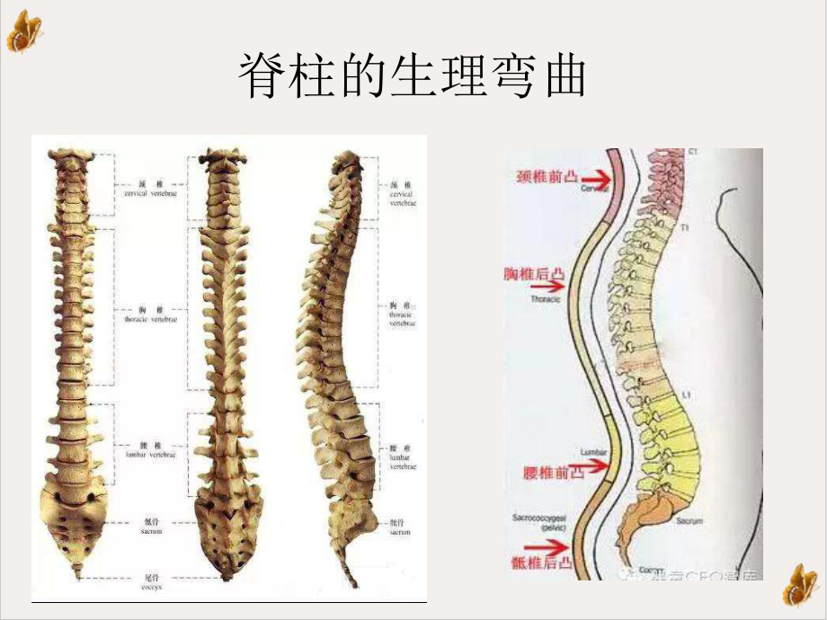 颈腰椎病的防治措施课件.pptx_第1页