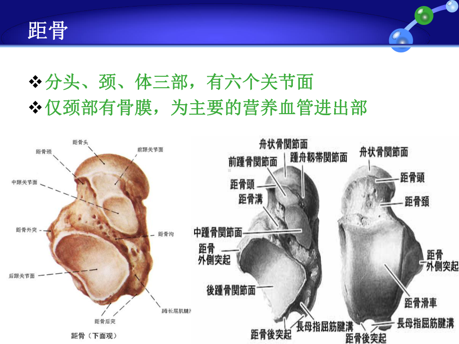 踝关节损伤LaugeHansen分型公开课课件.pptx_第2页