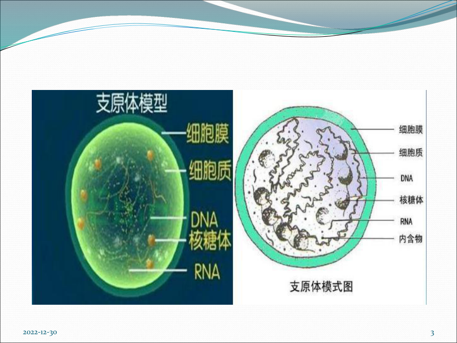 小儿支原体肺炎临床表现课件.pptx_第3页