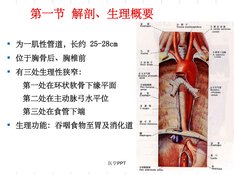 本科食道癌病人的护理课件.ppt_第3页