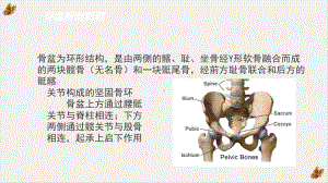 骨盆骨折SOP实用课件.pptx