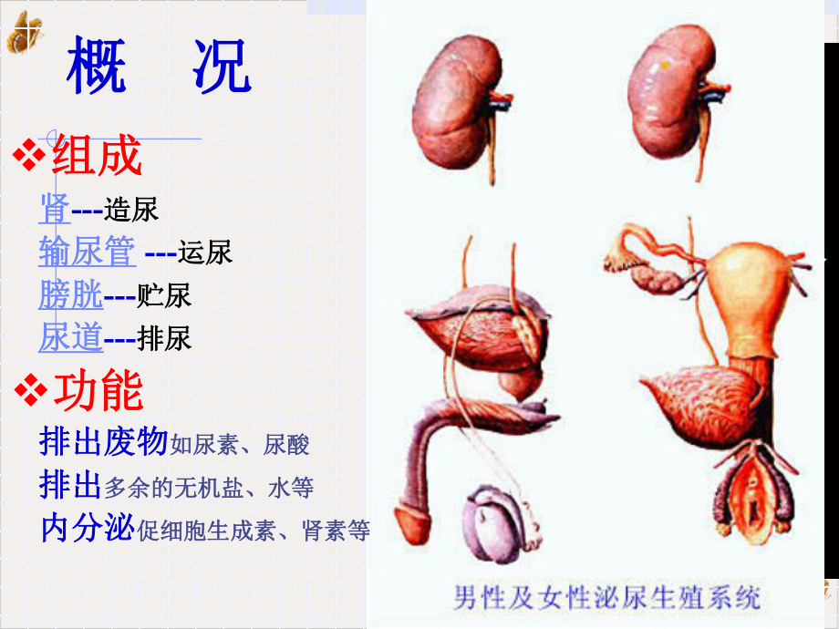 泌尿系统课件1.pptx_第1页