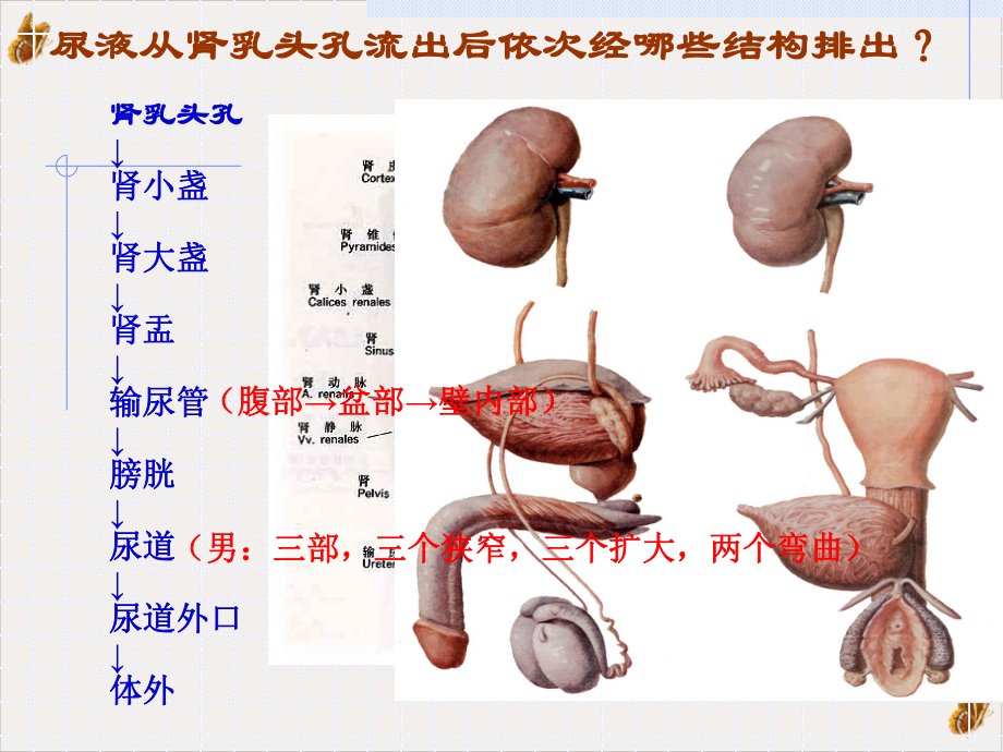 泌尿系统课件1.pptx_第3页