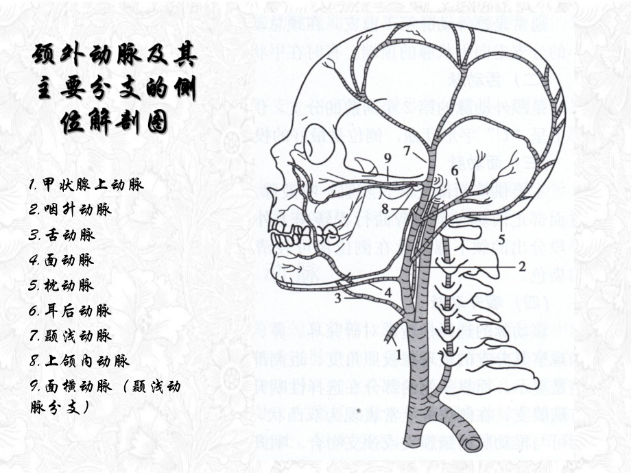 颅脑脊髓血管的影像学解剖课件.ppt_第3页