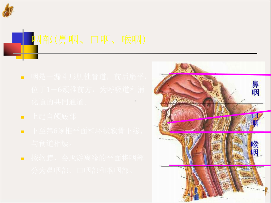 鼻咽部的CT解剖教材课件.pptx_第1页