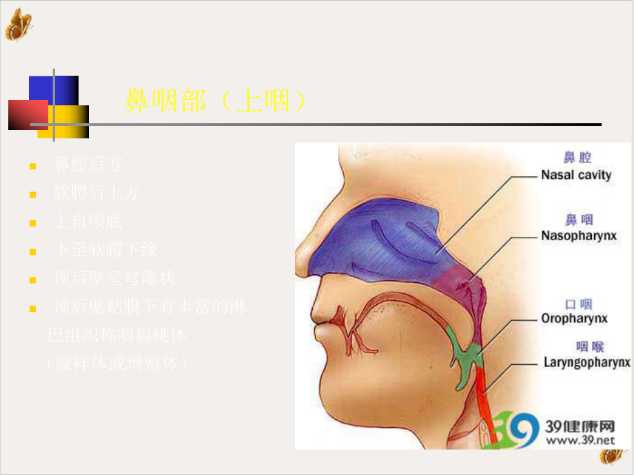 鼻咽部的CT解剖教材课件.pptx_第2页