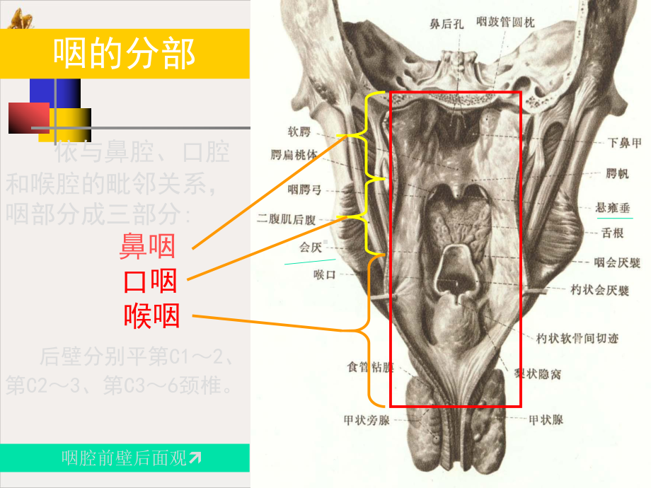 鼻咽部的CT解剖教材课件.pptx_第3页