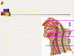 鼻咽部的CT解剖教材课件.pptx