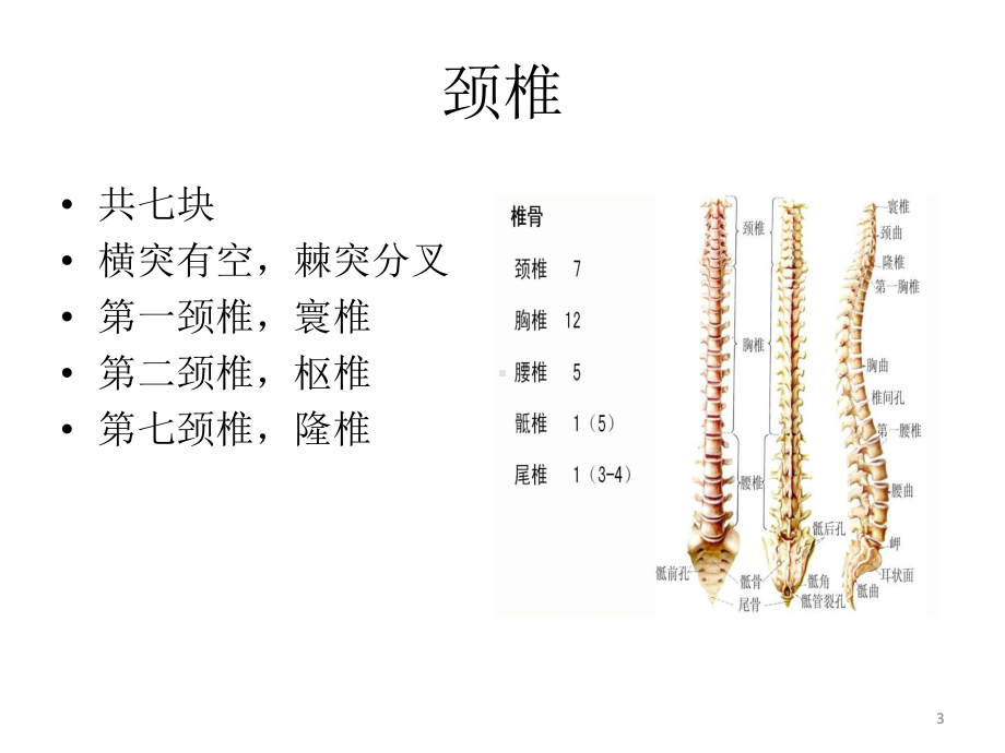 颈椎关节松动手法课件.ppt_第3页