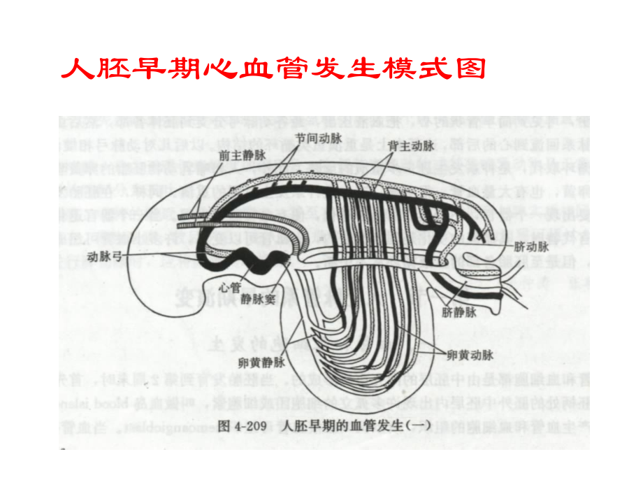 心脏发生与发育课件.ppt_第3页