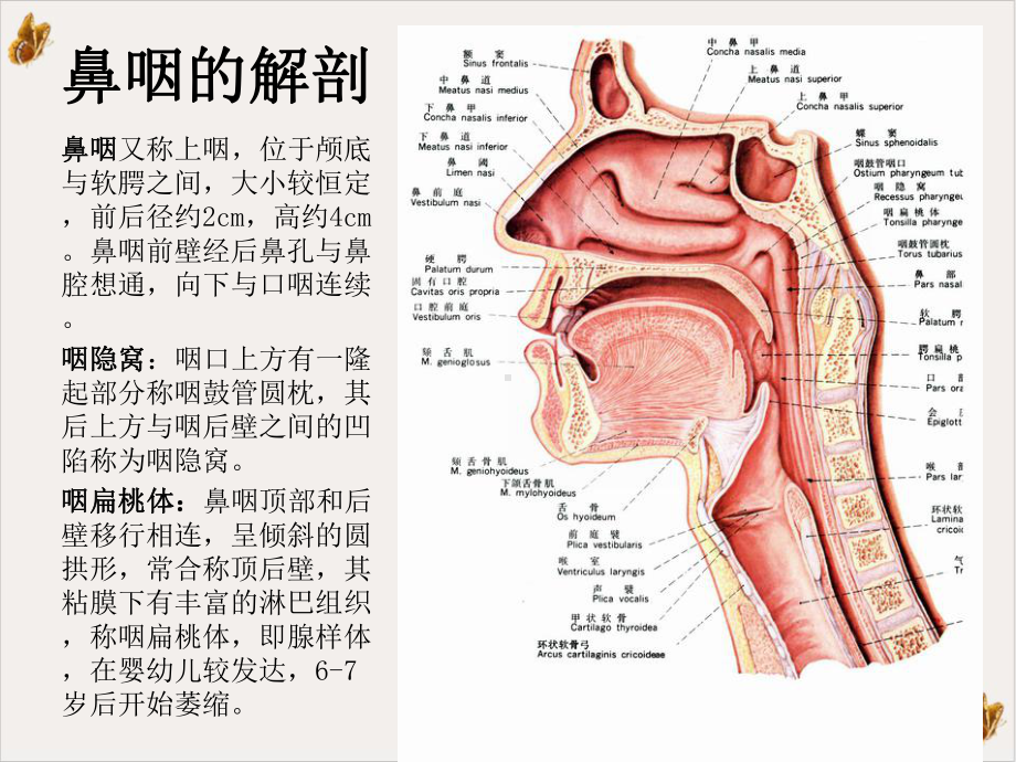 鼻咽部纤维血管瘤课件.ppt_第2页