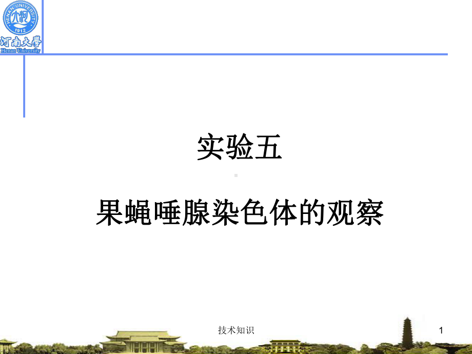 果蝇唾腺染色体的观察(特制材料)课件.ppt_第1页