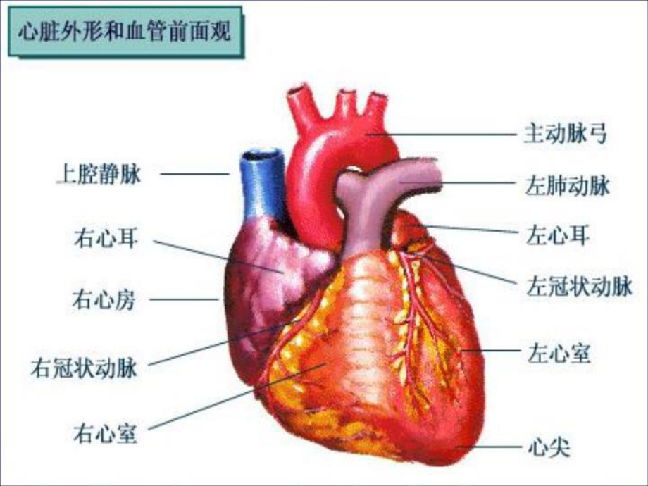 最新《诊断学》心脏视触叩课件.ppt_第3页