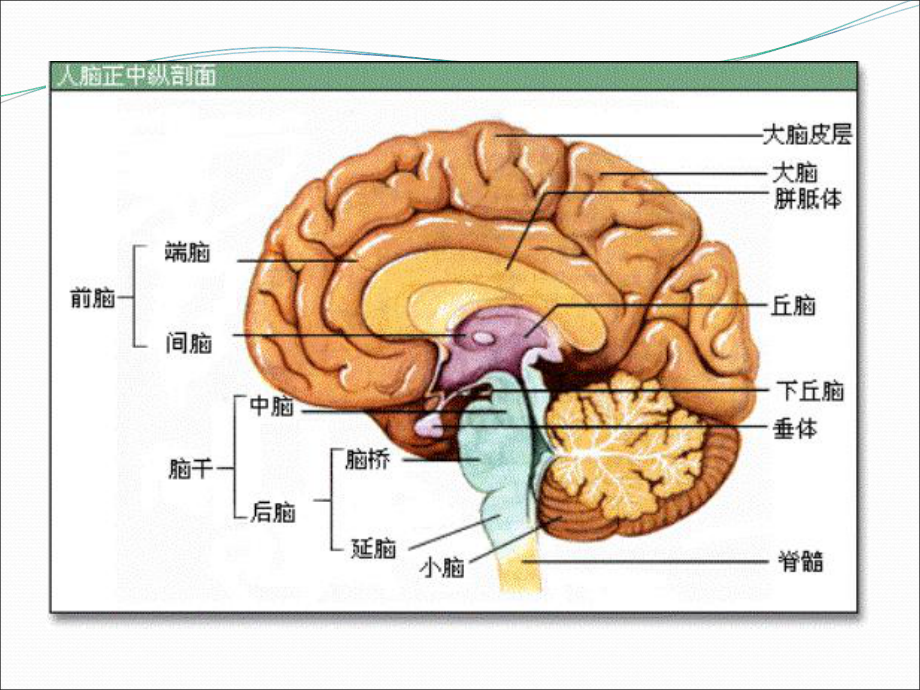 最新生理学基础第十章-神经系统课件.ppt_第3页