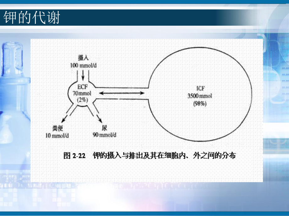 高钾与低钾血症课件.pptx_第3页