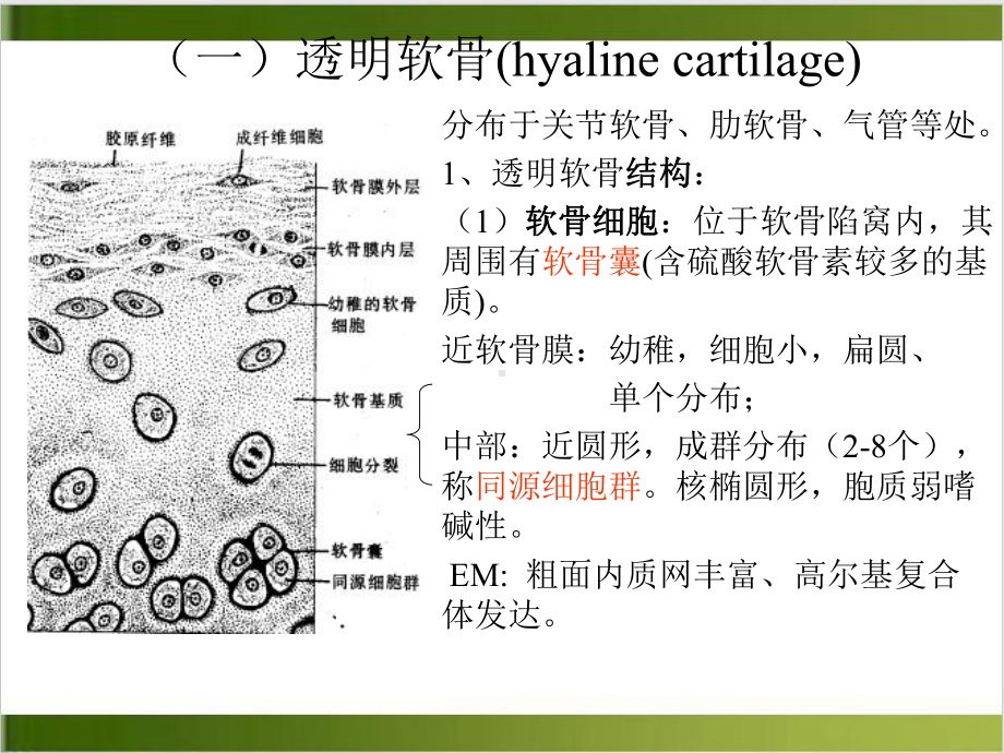 软骨和骨五年制课件.pptx_第2页