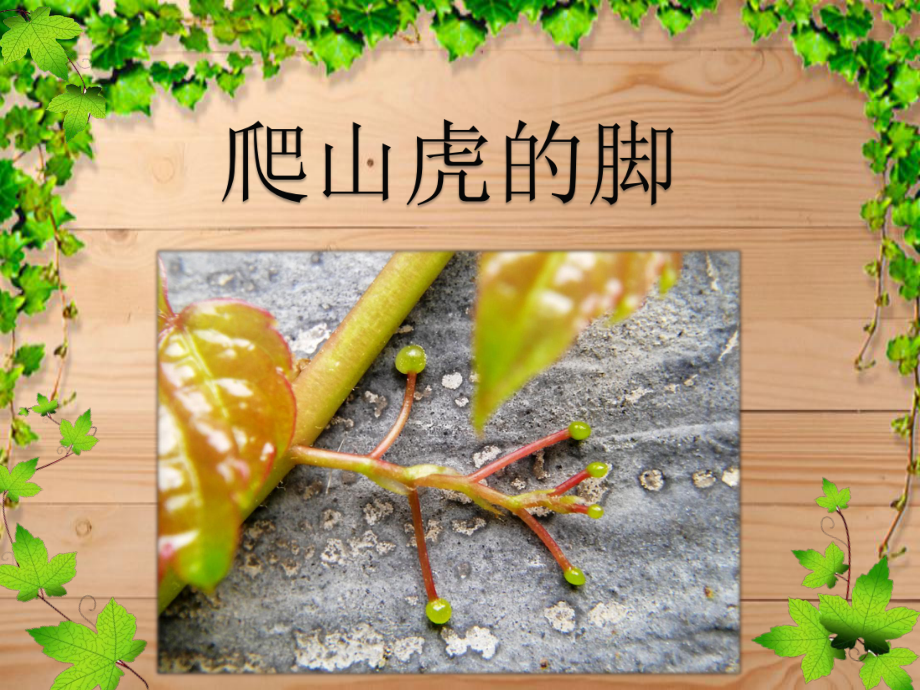 部编版语文《爬山虎的脚》优秀1课件.pptx_第1页