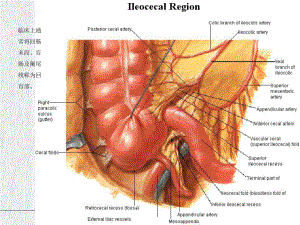 阑尾切除的临床解剖讲课课件.pptx