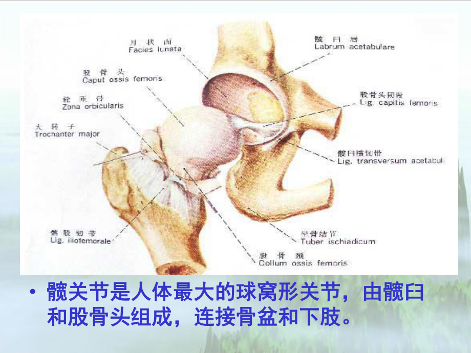 髋关节手术入路解剖学优质版课件.pptx_第1页