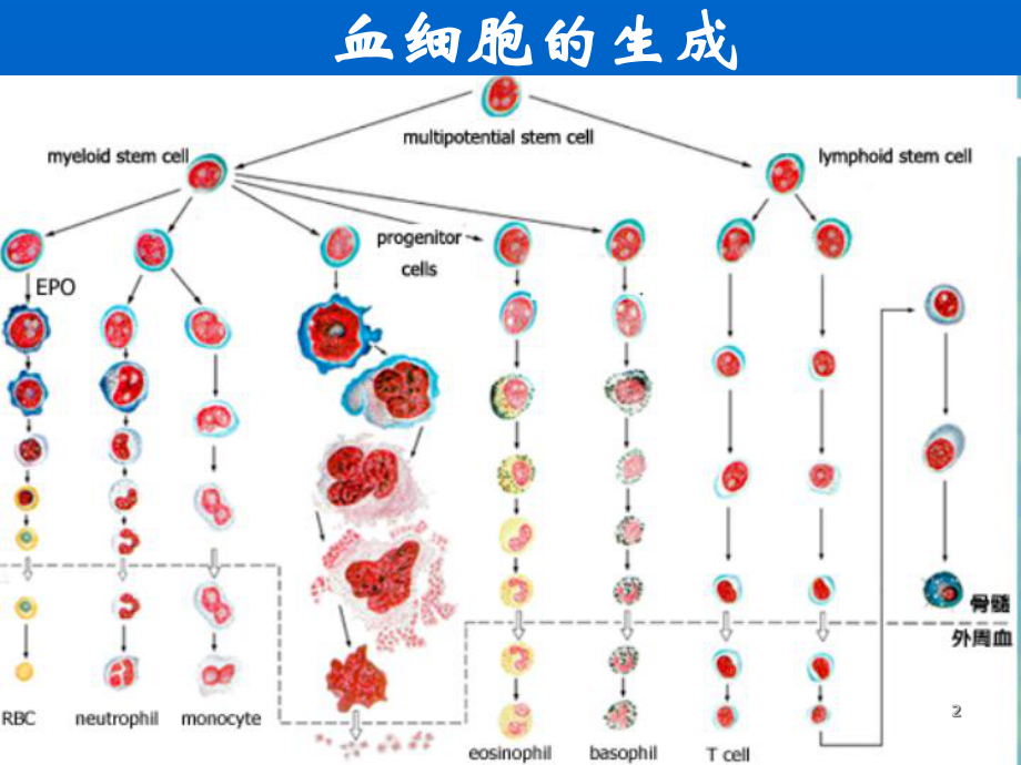 贫血缺铁贫再障溶贫课件.ppt_第2页