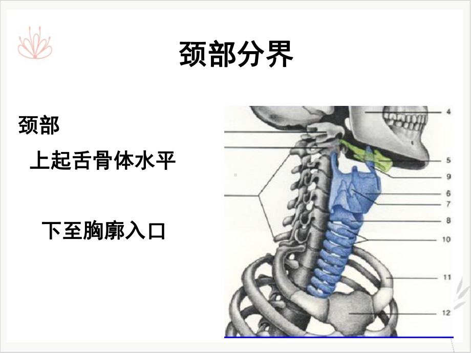 颈部CT断层解剖课件.ppt_第2页