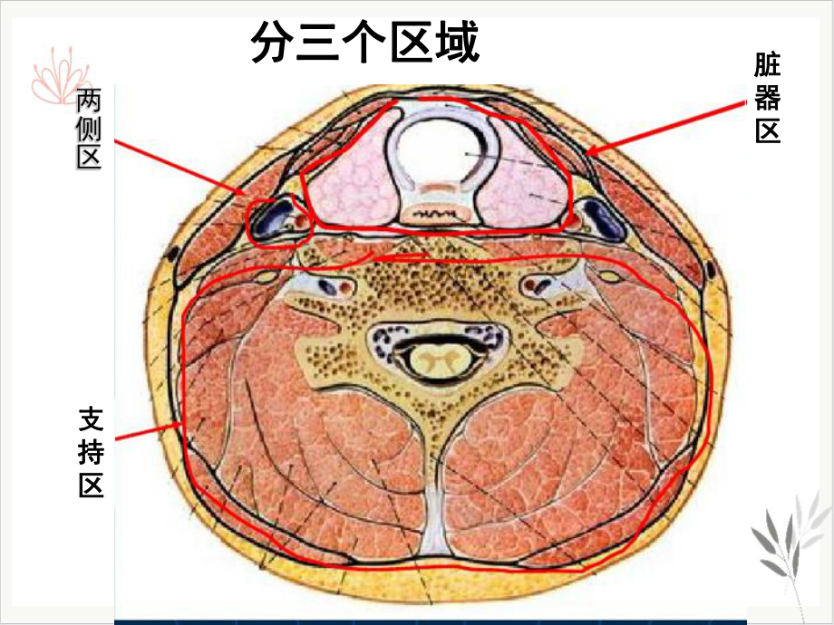 颈部CT断层解剖课件.ppt_第3页