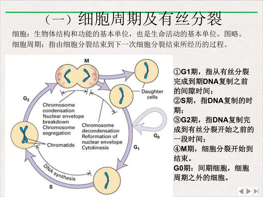 染色体显带原理与技术课件.ppt_第3页