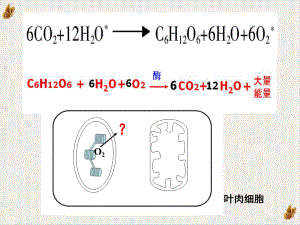 光合作用(三)光合作用和呼吸作用综合问题(汉水丑生一轮复习)教材课件.pptx