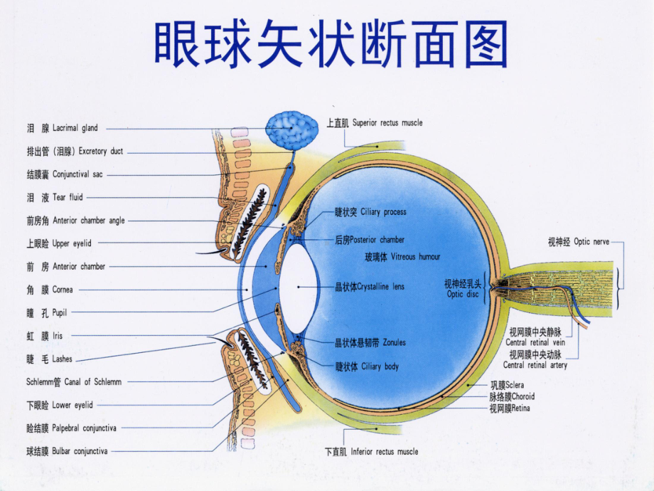 青光眼科普知识PPT课件.pptx_第3页