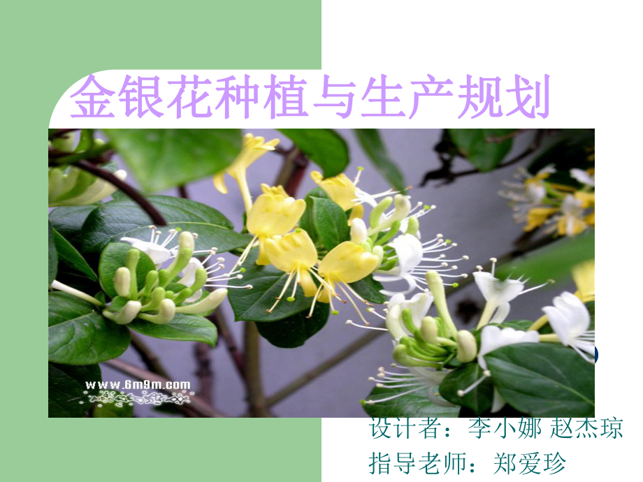 金银花种植与生产规划课件.ppt_第1页