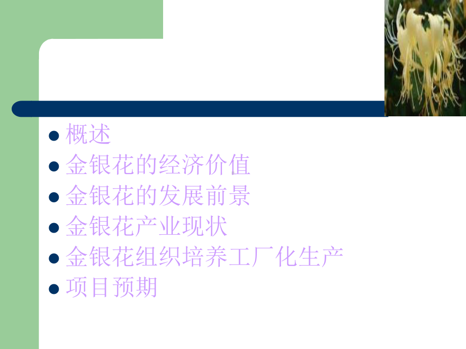 金银花种植与生产规划课件.ppt_第2页